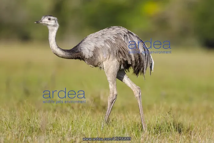 : Greater Rhea (Rhea americana) walking in grassl : Greater Rhea (Rhea americana) walking in grassl