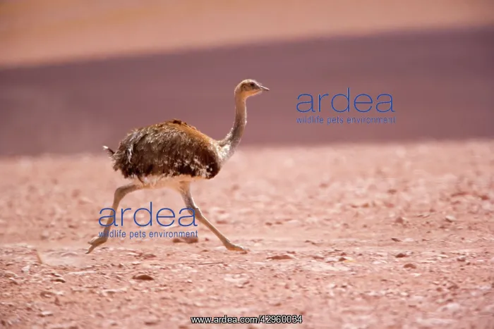 : Greater Rhea - running : Greater Rhea - running