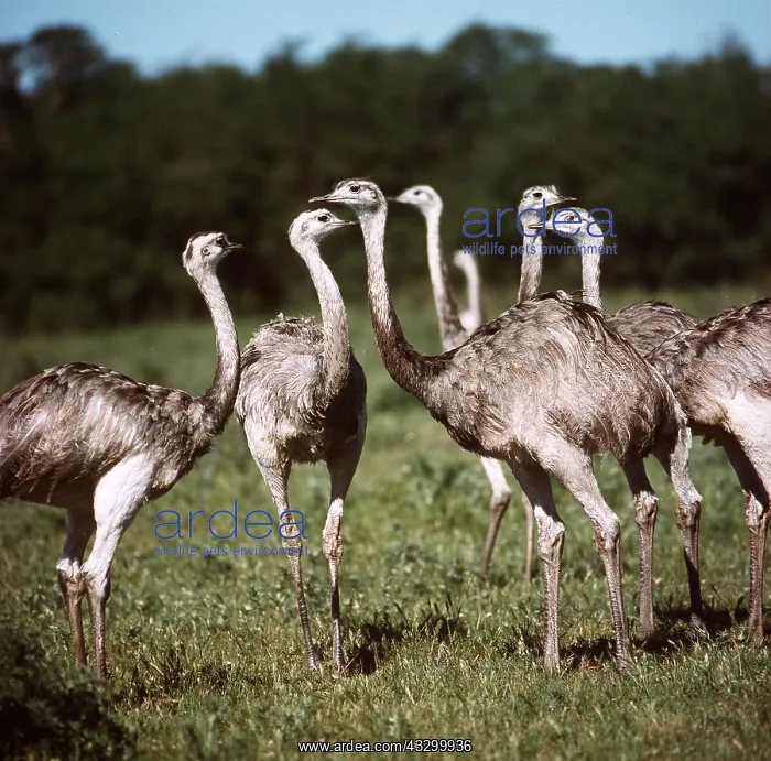: GREATER RHEA - standing in a group : GREATER RHEA - standing in a group