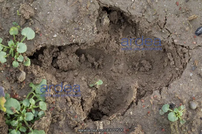  : Greater Rhea track