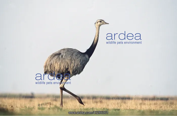 : GREATER RHEA - walking : GREATER RHEA - walking