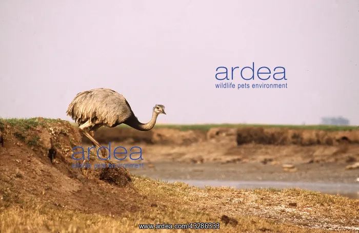 : GREATER RHEA - walking : GREATER RHEA - walking