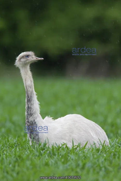  : Greater Rhea white bird