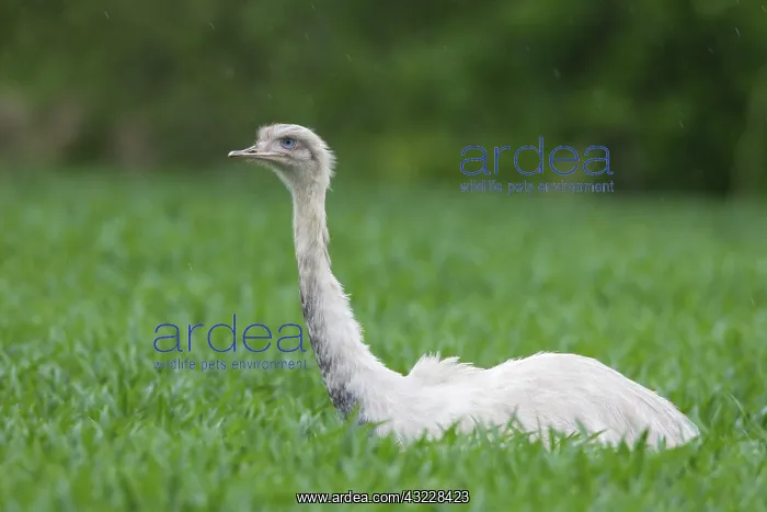  : Greater Rhea white bird