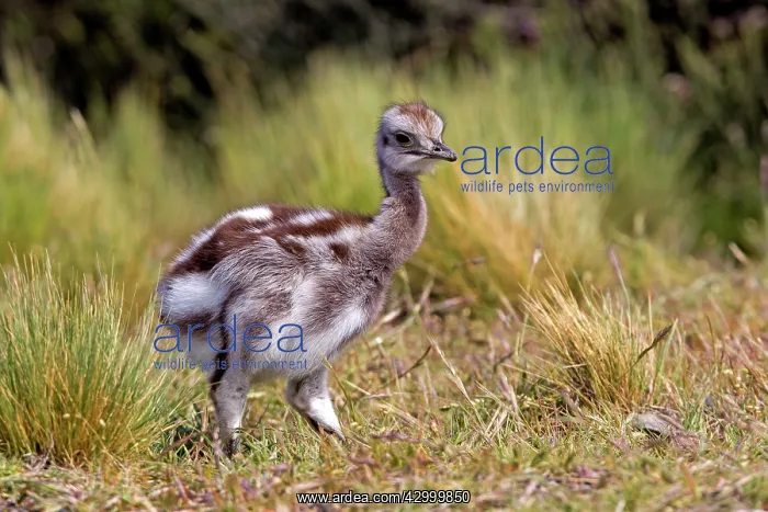 : Greater Rhea young : Greater Rhea young