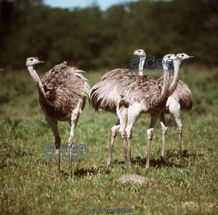 : GREATER RHEAS - standing in a group : GREATER RHEAS - standing in a group