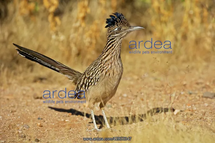 : Greater Roadrunner : Greater Roadrunner