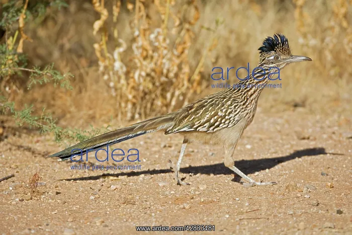 : Greater Roadrunner : Greater Roadrunner