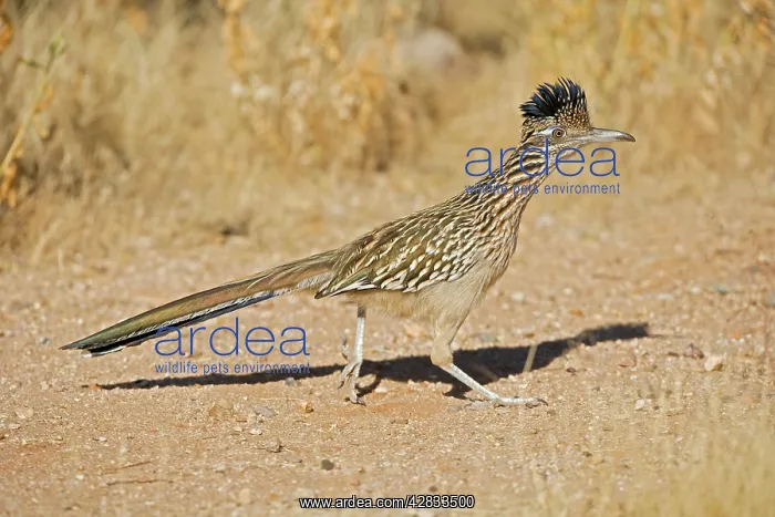 : Greater Roadrunner : Greater Roadrunner