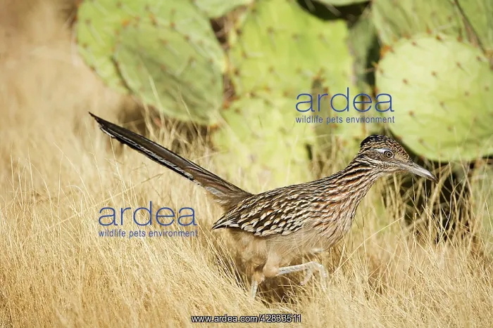 : Greater Roadrunner : Greater Roadrunner