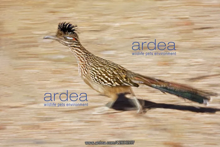 : Greater Roadrunner : Greater Roadrunner