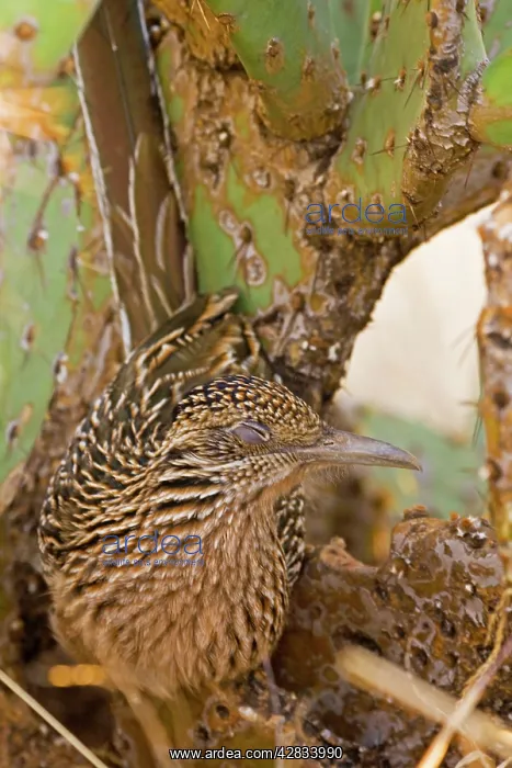 : Greater Roadrunner : Greater Roadrunner