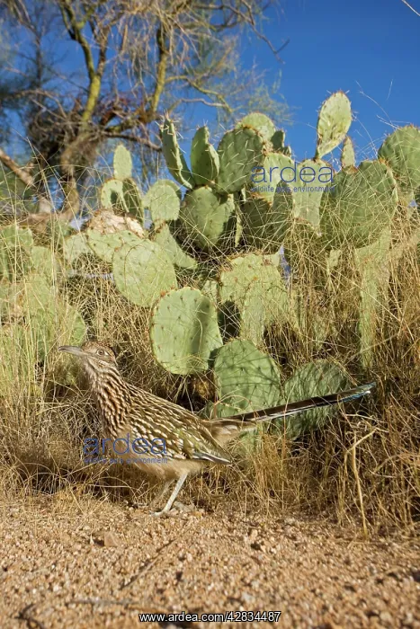 : Greater Roadrunner : Greater Roadrunner