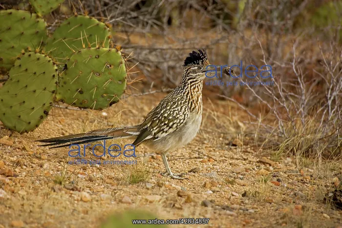 : Greater Roadrunner : Greater Roadrunner