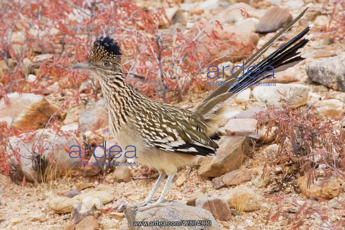 : Greater Roadrunner : Greater Roadrunner