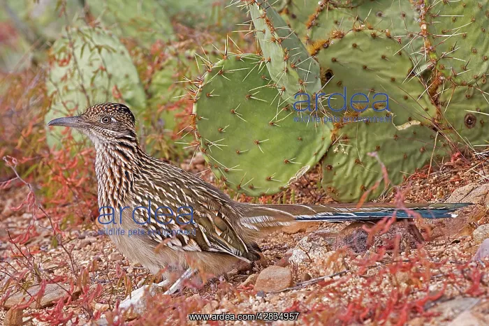 : Greater Roadrunner : Greater Roadrunner