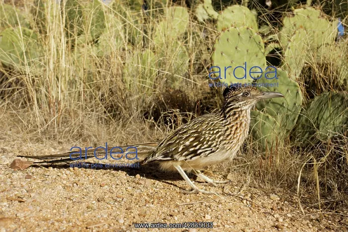  : Greater Roadrunner
