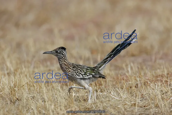 : Greater Roadrunner : Greater Roadrunner