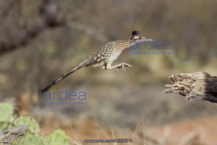 : Greater Roadrunner : Greater Roadrunner