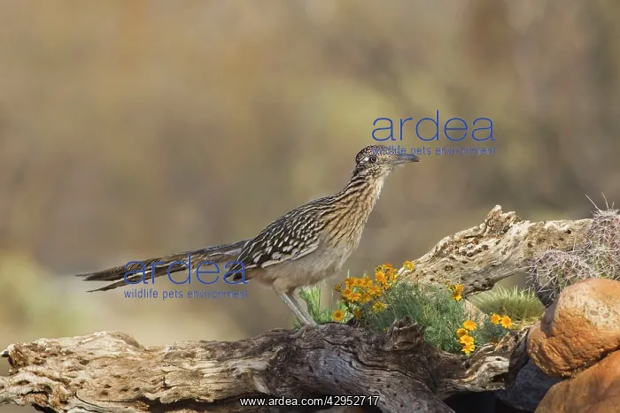 : Greater Roadrunner : Greater Roadrunner