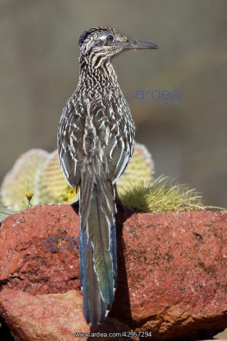 : Greater Roadrunner : Greater Roadrunner