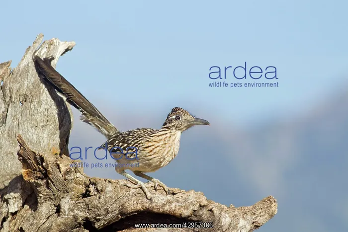 : Greater Roadrunner : Greater Roadrunner