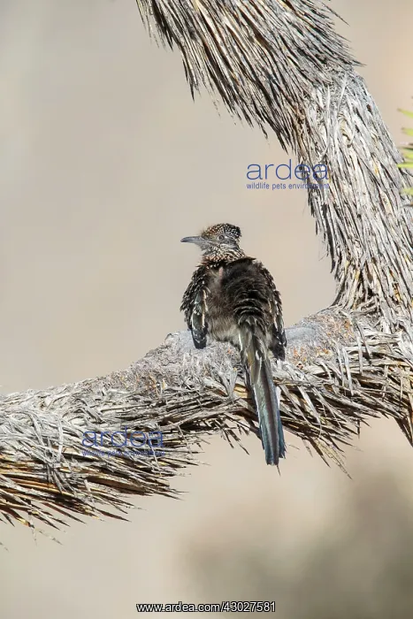 : Greater Roadrunner : Greater Roadrunner