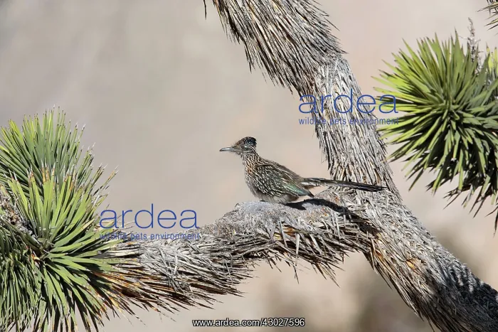 : Greater Roadrunner : Greater Roadrunner