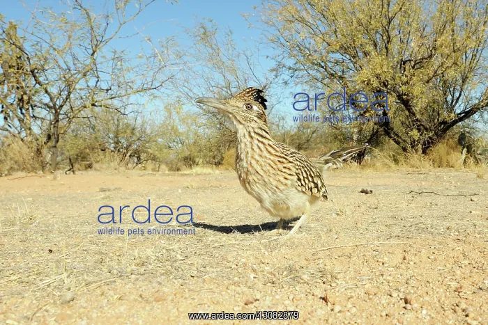 : Greater roadrunner : Greater roadrunner