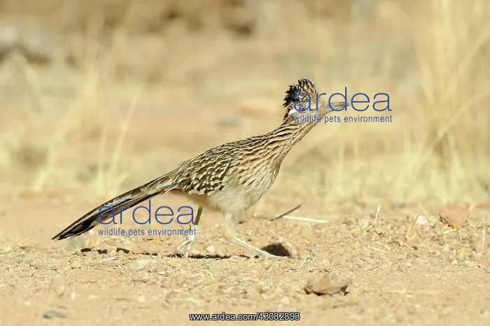 : Greater roadrunner : Greater roadrunner