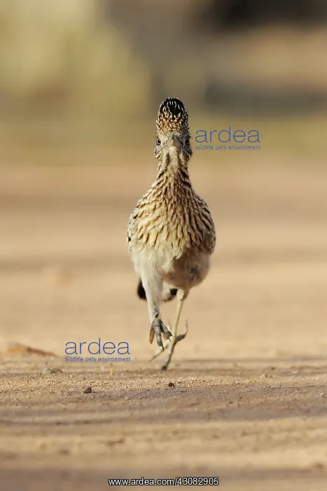 : Greater Roadrunner : Greater Roadrunner