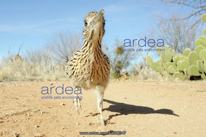 : Greater roadrunner : Greater roadrunner