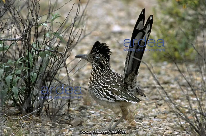 : Greater Roadrunner : Greater Roadrunner