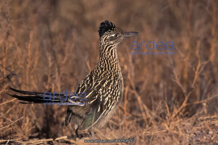 : Greater Roadrunner : Greater Roadrunner