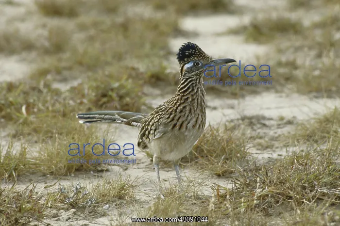 : Greater Roadrunner : Greater Roadrunner