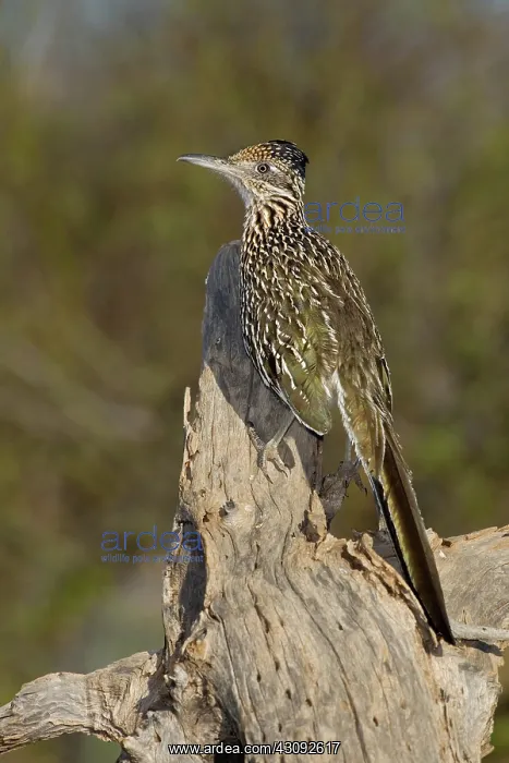 : Greater Roadrunner : Greater Roadrunner