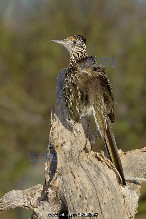 : Greater Roadrunner : Greater Roadrunner