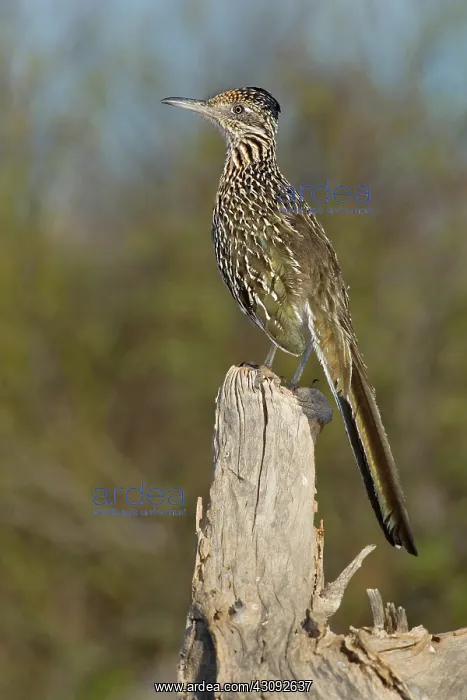  : Greater Roadrunner
