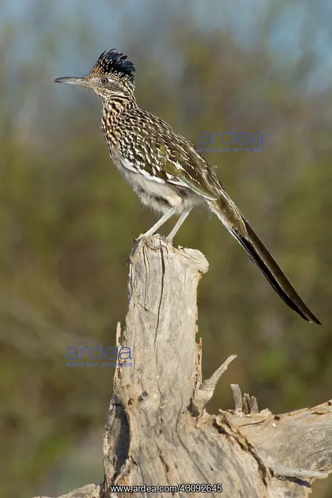 : Greater Roadrunner : Greater Roadrunner