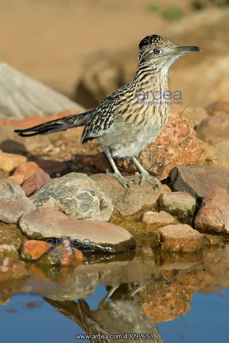 : Greater Roadrunner : Greater Roadrunner