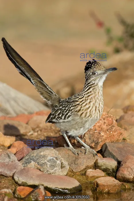 : Greater Roadrunner : Greater Roadrunner