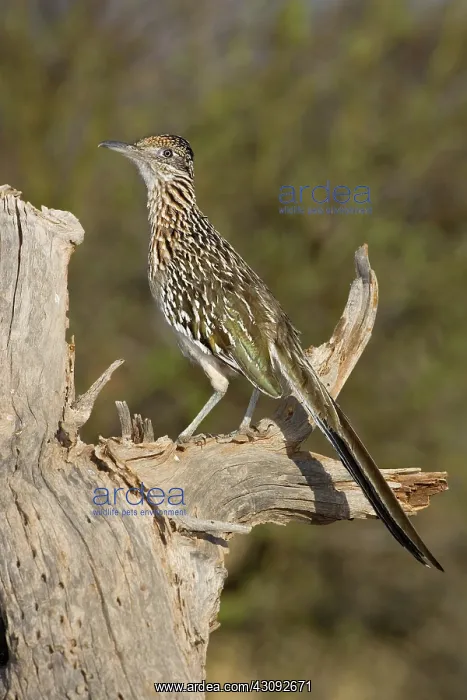 : Greater Roadrunner : Greater Roadrunner
