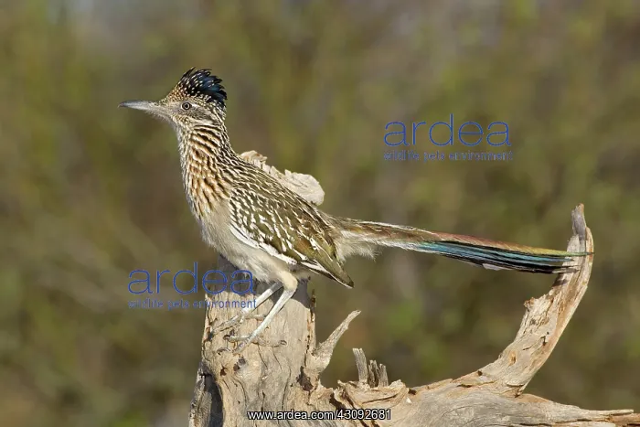 : Greater Roadrunner : Greater Roadrunner