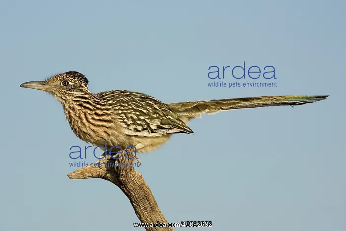 : Greater Roadrunner : Greater Roadrunner
