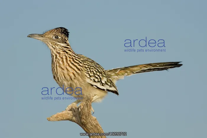 : Greater Roadrunner : Greater Roadrunner