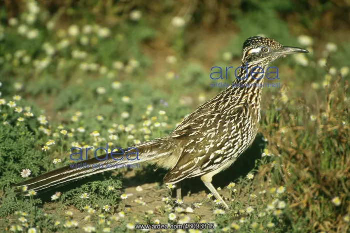  : Greater Roadrunner