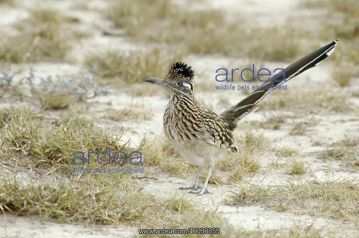 : Greater Roadrunner : Greater Roadrunner