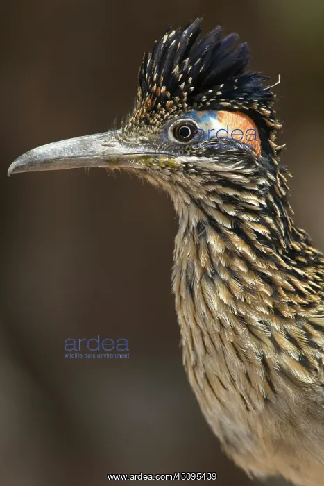 : Greater Roadrunner : Greater Roadrunner