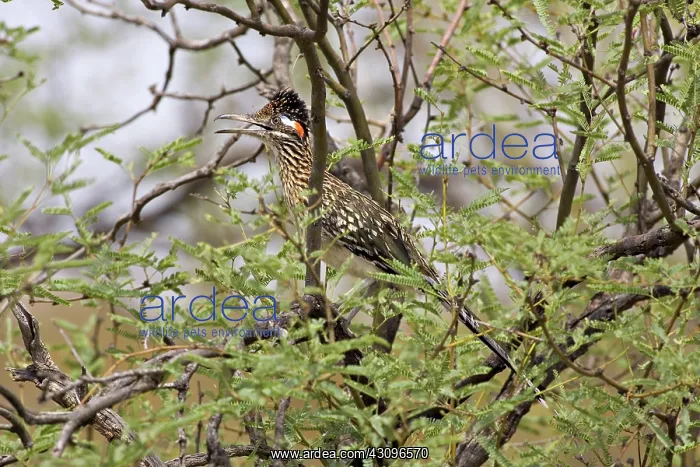 : Greater Roadrunner : Greater Roadrunner