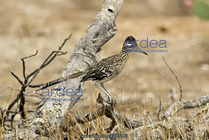 : Greater Roadrunner : Greater Roadrunner